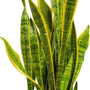 Costa Farms Snake Plant, 2-3 Feet Tall, Low Light Indoor Floor Plant (10-inch Planter)