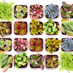 May include: A collection of twenty small potted succulents arranged in a grid, featuring a variety of shapes, textures, and colours including vibrant green, deep red, soft pink, and muted purple, all planted in individual square containers.