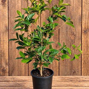 May include: A potted plant with glossy, dark green leaves and slender, upright stems. The plant is housed in a simple black plastic nursery container filled with dark soil. New growth at the top of the plant displays a reddish-bronze tint.