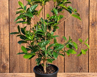 Fudingzhu Fragrant Tea Olive (osmanthus) - Live Plant - 1 Gallon Pot | Evergreen Shrub