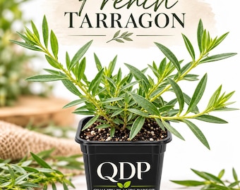 French Tarragon - Live Culinary Herb- 4" pot