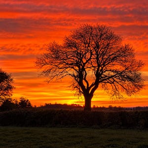 Könnte beinhalten: Ein großer, blattloser Laubbaum steht als Silhouette vor einem leuchtenden Sonnenuntergangshimmel, der mit horizontalen Bändern aus hellen orangefarbenen, roten und gelben Wolken gefüllt ist. Eine dunkle Hecke verläuft horizontal durch die Landschaft.