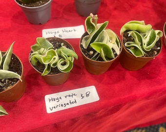 Könnte beinhalten: Mehrere kleine Topfpflanzen, darunter zwei herzförmige Hoya-Blätter mit gelb-grüner Panaschierung und drei Hoya-Rope-Pflanzen mit gewellten grün-weißen Blättern. Weiße Etiketten tragen die Aufschriften Hoya Heart und Hoya rope variegated.