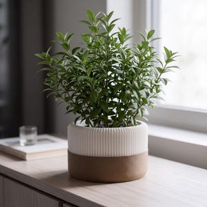 Può includere: Una pianta in vaso con foglie verde brillante alloggiata in un contenitore cilindrico. Il vaso presenta una sezione superiore bianca testurizzata con scanalature verticali e una base marrone liscia e solida, creando un aspetto bicolore.