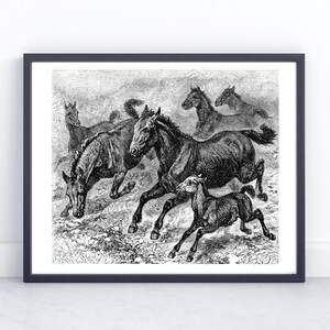 May include: Black and white framed print featuring a herd of running horses. The artwork depicts several horses in motion, with a focus on their dynamic poses and the energy of their movement. The print is set against a white background.