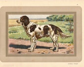 1931 Épagneul Francais, French Spaniel, Vintage 1931 illustration, vintage french dog print, original