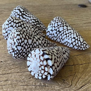 May include: A collection of four cone shells featuring a distinct pattern of dark brown, irregular spots against a white background. Each shell has a conical shape with a spiraled top and a smooth, hard exterior surface with a glossy finish.