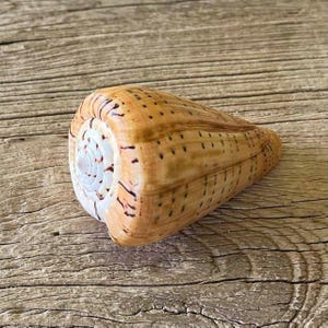 May include: A cone shell with a smooth, tan-coloured exterior featuring dark brown, dashed, vertical markings. The top of the shell displays a spiralling, white, circular pattern that transitions into the elongated, tapered body of the sea shell.