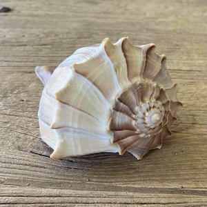 May include: A large, spiralled seashell featuring a prominent, pointed crown and a series of radiating, fluted ridges. The shell displays a gradient of colours, transitioning from creamy off-white at the base to shades of tan and brown near the centre.