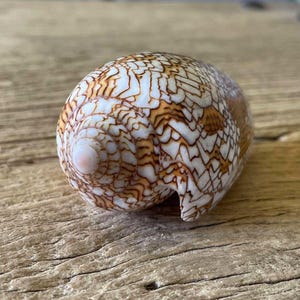 Conus textil