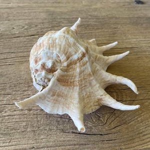 May include: A murex seashell featuring a spiral-shaped body with a textured surface in shades of cream, beige, and light brown. The shell has a wide, flared opening and several long, pointed, spine-like protrusions extending from its outer edge.