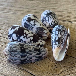 May include: A collection of four cone shells featuring a distinct black and white mottled pattern. Each shell has a smooth, tapered, conical shape with a glossy finish. The shells display intricate, irregular dark markings against a white base.