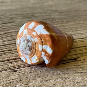 Conus vexillum
