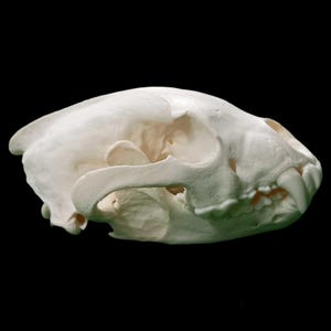Peut inclure: Une vue latérale d'un crâne d'animal blanc cassé présentant une arcade zygomatique proéminente, un crâne arrondi et des dents visibles, y compris des canines pointues. La surface osseuse est lisse et mate, montrant des contours naturels.