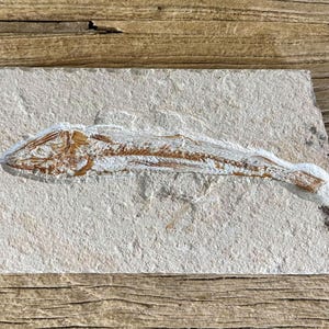 May include: A fossilised fish specimen embedded in a rectangular piece of light grey sedimentary rock. The fish skeleton is preserved in a distinct reddish-brown colour, showing the head, spine, and tail structure clearly against the stone.