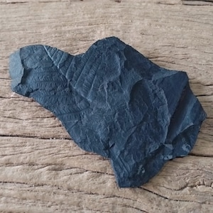 May include: A dark grey, irregularly shaped fossilised rock featuring a visible, detailed imprint of a fern leaf. The surface of the stone is matte and textured, displaying the intricate, branching veins and structure of the ancient plant specimen.