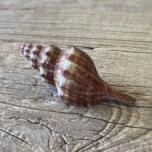 以下が含まれることがあります： 尖った頂点と先細りの基部を持つ螺旋状の貝殻。表面は質感があり、ダークブラウンとクリームホワイトの垂直な帯が交互に並んでいます。自然な隆起と光沢のある石灰質の外装仕上げが特徴です。
