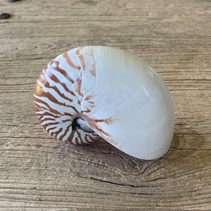 Op de afbeelding: Een nautilusschelp met een glad, glanzend wit oppervlak aan de buitenbocht dat overgaat in een reeks duidelijke, uitstralende roodbruine strepen die spiraalsgewijs naar het donkere, verzonken midden van de schelp toelopen.
