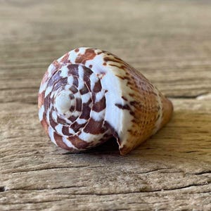 Peut inclure: Un coquillage conique présentant un motif en spirale de marques brun foncé et blanches. La coquille possède une surface lisse et polie avec une forme conique distincte et un sommet pointu, affichant un dégradé naturel de couleurs.