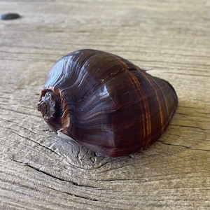 May include: A dark brown seashell with a smooth, glossy surface and subtle vertical ridges. The shell features a rounded, bulbous shape with a small, textured spiral apex at one end and a distinct white interior edge visible near the opening.