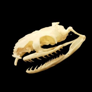 Puede incluir: Un cráneo de serpiente de color blanco hueso natural, que presenta un cráneo detallado y una mandíbula inferior con dientes afilados y puntiagudos visibles. La estructura esquelética se muestra de perfil, exhibiendo la anatomía ósea.