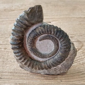 May include: A fossilised ammonite specimen featuring a coiled, spiral shell structure with distinct, raised ridges and grooves. The fossil displays a dark, brownish-grey colouration with a lighter, pale grey centre and a textured, rocky base.