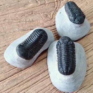 May include: Three fossilized trilobites embedded in light gray stone matrices. Each specimen features a dark, segmented, oval-shaped exoskeleton with a distinct head, thorax, and pygidium, showcasing the natural preservation of these ancient marine arthropods.