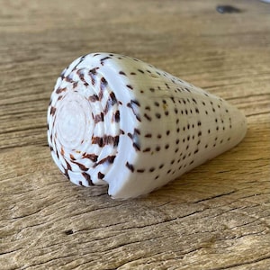 May include: A cone shell with a smooth, white surface featuring dark brown, elongated spots arranged in rows. The shell has a wide, flat, spiral-patterned top and tapers to a point, displaying a distinct natural texture and colour pattern.