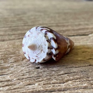 May include: A cone shell featuring a smooth, spiralled top with a white and light brown pattern. The body of the shell displays a rich, dark brown coloration with distinct white, zigzag-shaped markings that wrap around the exterior surface.