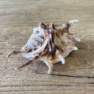 May include: A sea shell featuring a white base colour with prominent dark brown, jagged, and radial patterns. The shell has a spiralled centre and several elongated, pointed protrusions extending outwards from its main body structure.