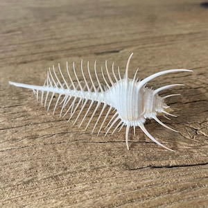 May include: A white Venus comb murex seashell featuring a long, slender canal and numerous thin, sharp, spine-like projections extending from its body. The shell has a textured, ribbed surface and a delicate, intricate structure throughout.