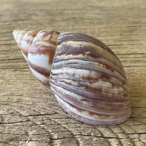 May include: A spiral-shaped land snail shell featuring a smooth, glossy surface with alternating horizontal bands of creamy white and deep reddish-brown. The shell tapers to a pointed apex, showcasing a natural gradient of earthy, warm-toned colors.