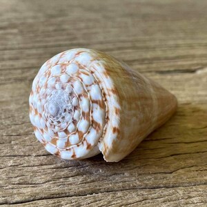 May include: A cone-shaped seashell featuring a spiral pattern of white and light brown markings. The top of the shell displays a series of concentric, raised circular ridges that radiate outward from the centre toward the smooth, tapered body.