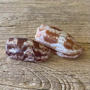 May include: Two cone shells with distinct patterns. The left shell features a dark brown and white mottled, snake-like texture. The right shell displays a lighter tan and white marbled pattern with elongated, smooth, and tapered spiral shapes.