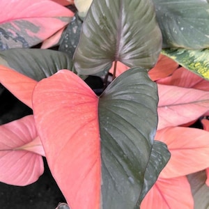 Op de afbeelding: Een Philodendron-plant met hartvormige bladeren en een opvallend bont patroon. Het blad vertoont een scherp contrast tussen diepgroene en levendige zalmroze secties, waarbij sommige bladeren een volledig roze kleur hebben.