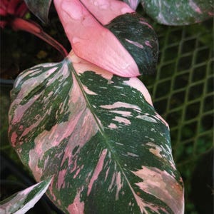 Può includere: Una pianta Philodendron Pink Princess con grandi foglie a forma di cuore caratterizzate da un motivo variegato di verde bosco intenso e rosa confetto vivace. Il fogliame presenta striature e macchie irregolari con goccioline d'acqua.