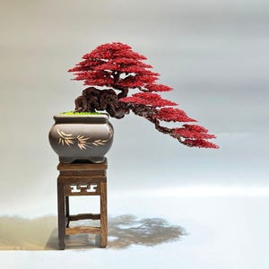 Bonsai i kaskadtråd, skulptur av Kengai-röd lönn | Kopparstam - Zisha-kruka i keramik, stativ i lövträ, 15x18x12cm
