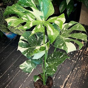 Op de afbeelding: Een Monstera deliciosa Thai Constellation plant met grote, hartvormige bladeren met diepe insnijdingen en crèmekleurige variegatiepatronen. De plant staat in een donkere pot met aarde en toont levendig groen blad.