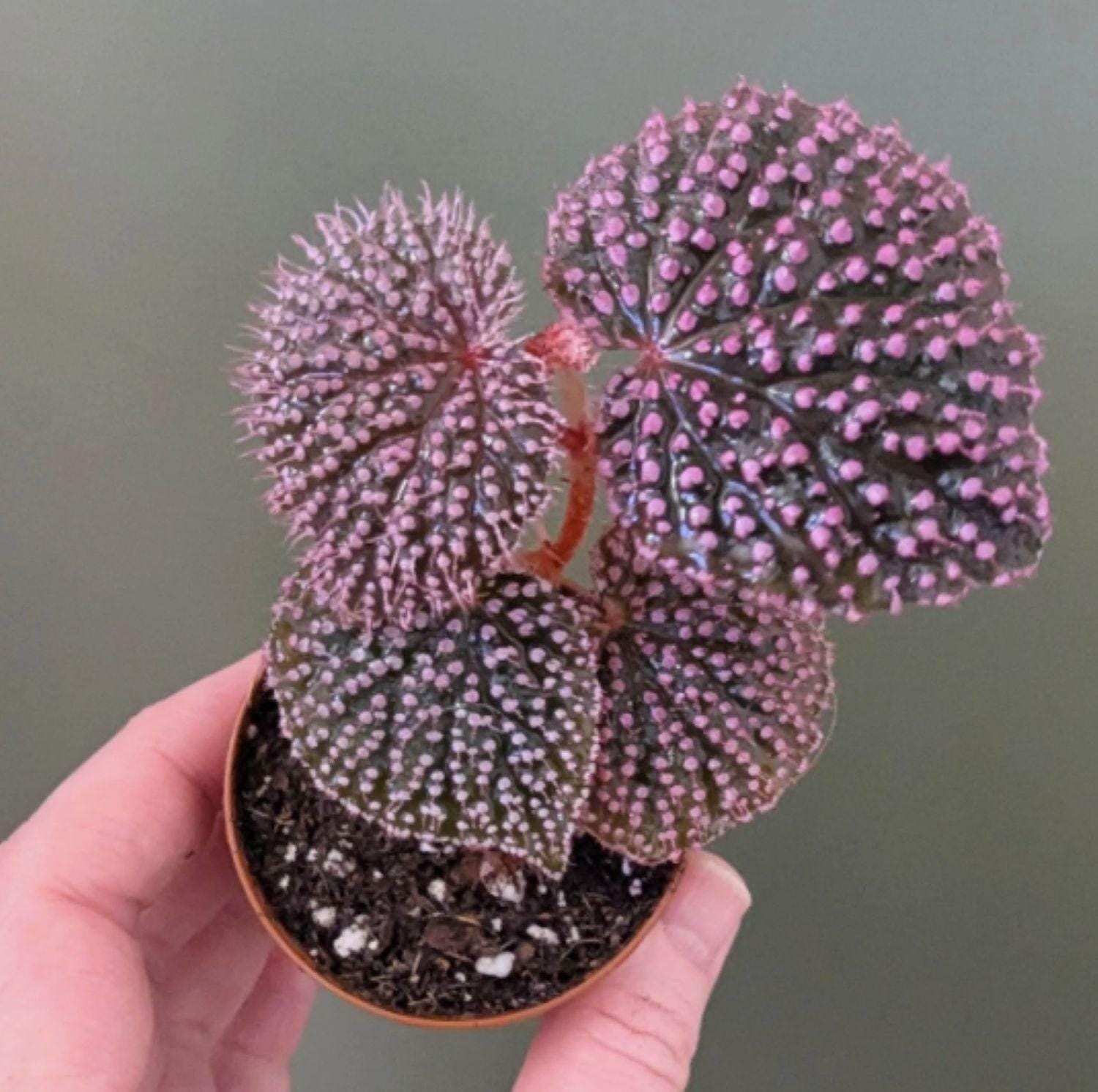 植物 - Etsy 日本