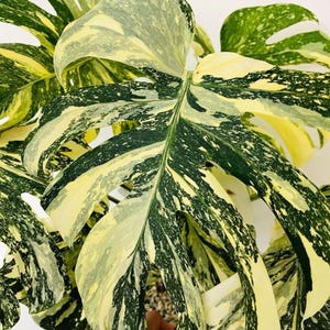 Può includere: Una pianta di Monstera deliciosa variegata con grandi foglie a forma di cuore caratterizzate da motivi marmorizzati verde scuro e bianco crema. Il fogliame presenta fenestrature distinte e irregolari spruzzi di colore sulla superficie.
