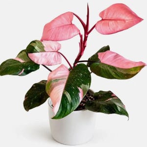 Op de afbeelding: Een Philodendron Pink Princess plant in een eenvoudige witte keramische pot. De plant heeft hartvormige bladeren met een bont patroon van diep bosgroen en levendig roze, waarbij sommige bladeren volledig roze van kleur zijn.