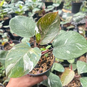Può includere: Una pianta Philodendron White Princess in un vaso di plastica nero. La pianta presenta foglie a forma di cuore con motivi variegati di verde scuro, verde chiaro e spruzzi bianchi. I fusti sono bruno-rossastri e il terriccio è coperto da trucioli di legno.
