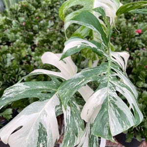 Può includere: Una pianta di Monstera deliciosa albo-variegata con grandi foglie a forma di cuore, profonde fenestrature e distinti motivi di variegatura irregolari bianchi e verdi sul fogliame, che mostrano un aspetto vivace e marmorizzato.