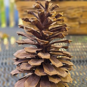 May include: A brown pine cone with a conical shape and overlapping woody scales. The texture is rough and layered, featuring a pointed top and a wider base. The scales are arranged in a spiral pattern around a central axis, showing natural variations in color and form.