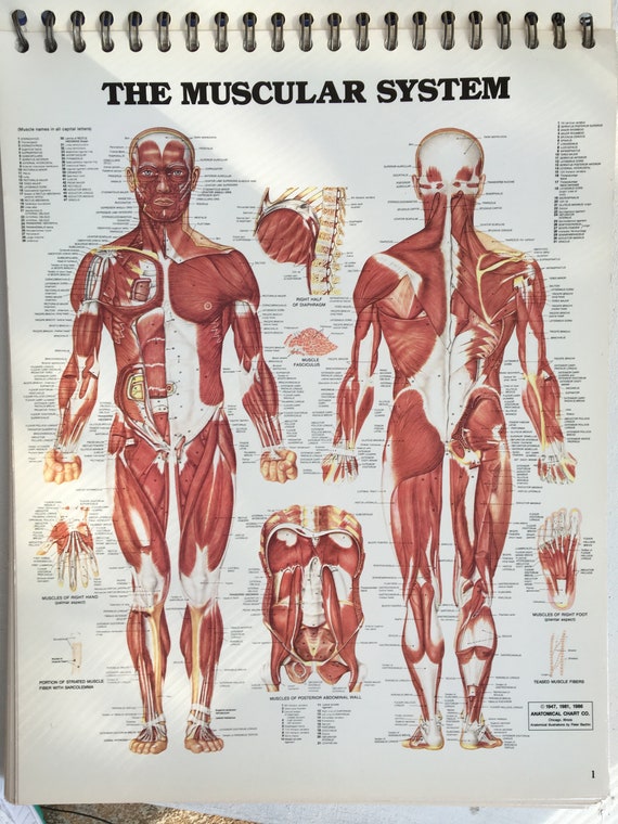 The Anatomical Chart Series