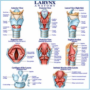May include: An educational anatomical chart titled LARYNX ANATOMY displaying multiple views of the human larynx. It includes anterior, posterior, lateral, superior, and sagittal views, along with exploded views of cartilages and intrinsic muscles.