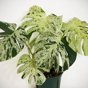 Puede incluir: Una planta Monstera variegada con grandes hojas en forma de corazón con patrones moteados en verde oscuro y blanco crema. La planta está en una maceta de plástico verde oscuro, mostrando su distintivo follaje fenestrado y natural.