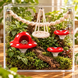 Könnte beinhalten: Ein transparentes Acrylgehäuse mit einer Springspinne, einer Makramee-Schaukel, einer geflochtenen Seilbrücke und drei roten pilzförmigen Verstecken mit weißen Punkten. Das Habitat enthält grünes Moos, kleine Pflanzen und Treibholz.