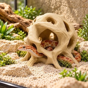 Peut inclure: Une structure beige creuse ressemblant à une racine avec plusieurs ouvertures sert d'abri à un serpent des blés. Le serpent a des écailles à motifs orange et rouges et est partiellement enroulé à l'intérieur, la tête vers l'extérieur.