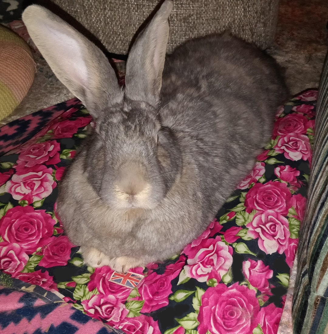 Ready Made Giant Bunny Hugger Rabbit Bed Roses - Etsy